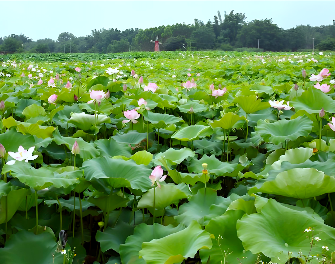 生态农场营销：营销策划公司如何重构用户增长逻辑？